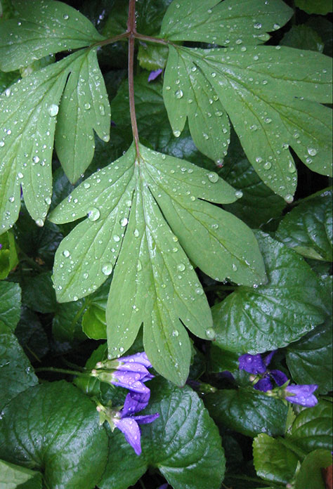 Bleeding Heart foliage by Avocado Communications