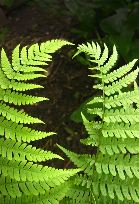 Ferns by Avocado Communications