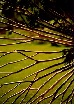 Close-up of Butterfly Screen