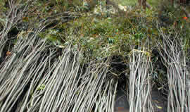willow bundles